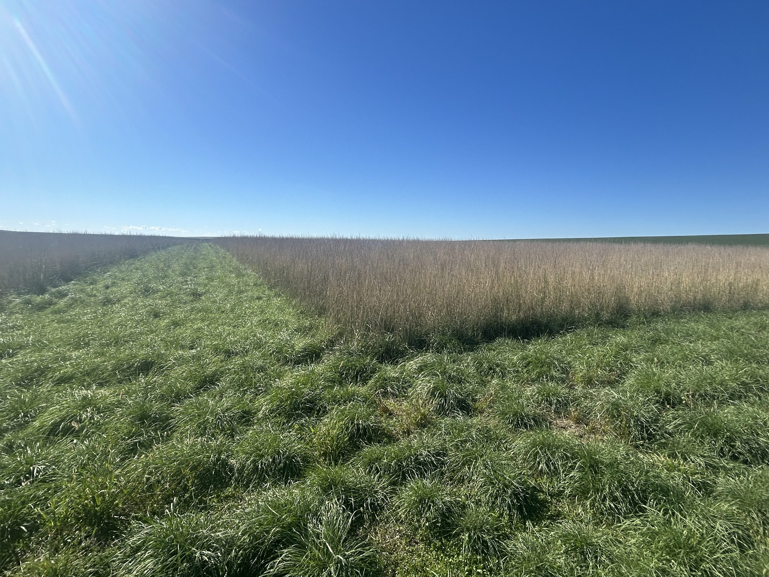 Intermediate Grass Seeding